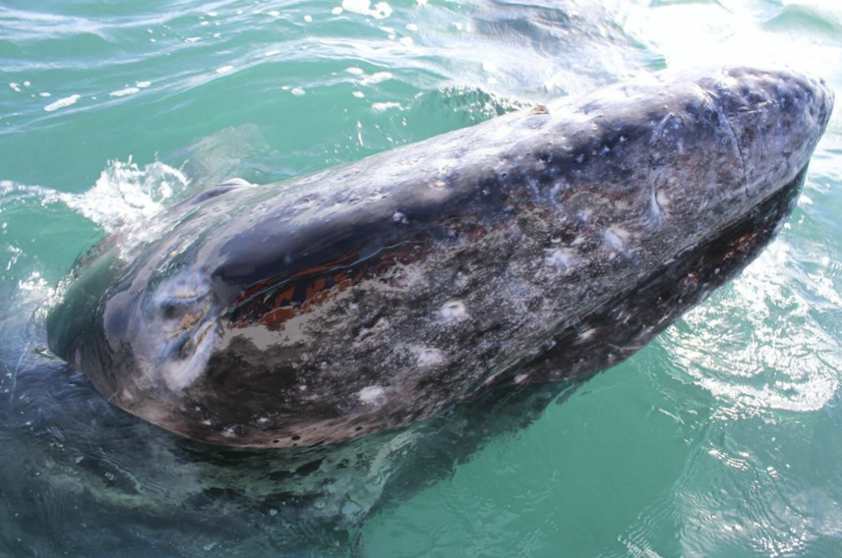 Avistamiento de ballenas: dónde y cuándo verlas