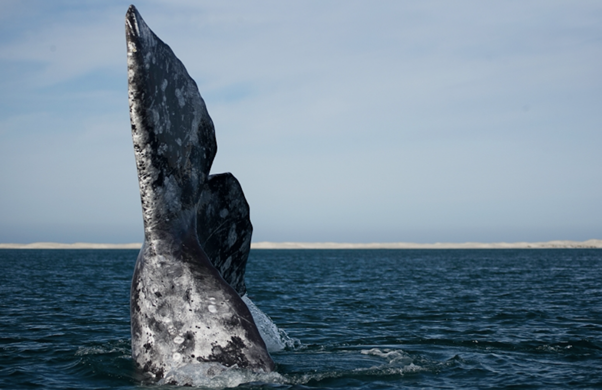 Avistamiento de ballenas: dónde y cuándo verlas