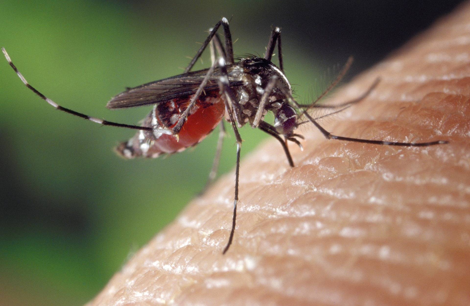 Un descubrimiento reciente sobre el dengue abre la posibilidad de controlar la enfermedad en un futuro Un descubrimiento reciente sobre el dengue abre la posibilidad de controlar la enfermedad en un futuro