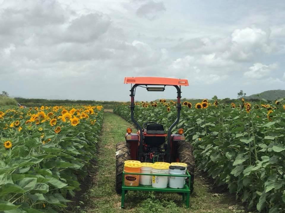 Finca de girasoles
