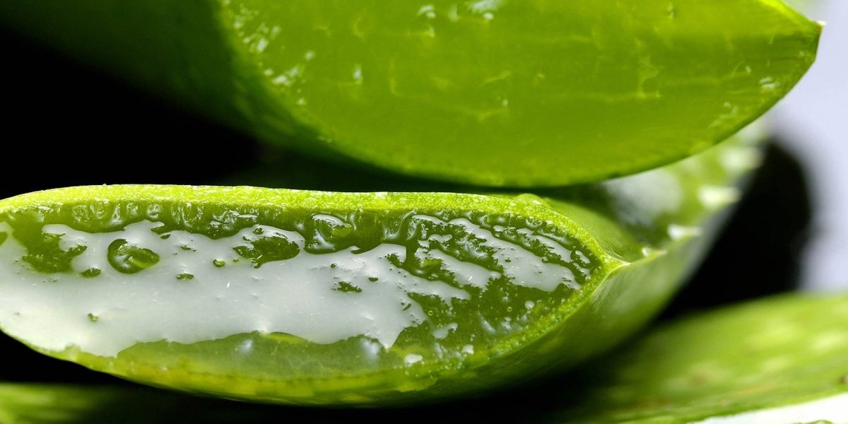 agua de aloe vera para bajar de peso