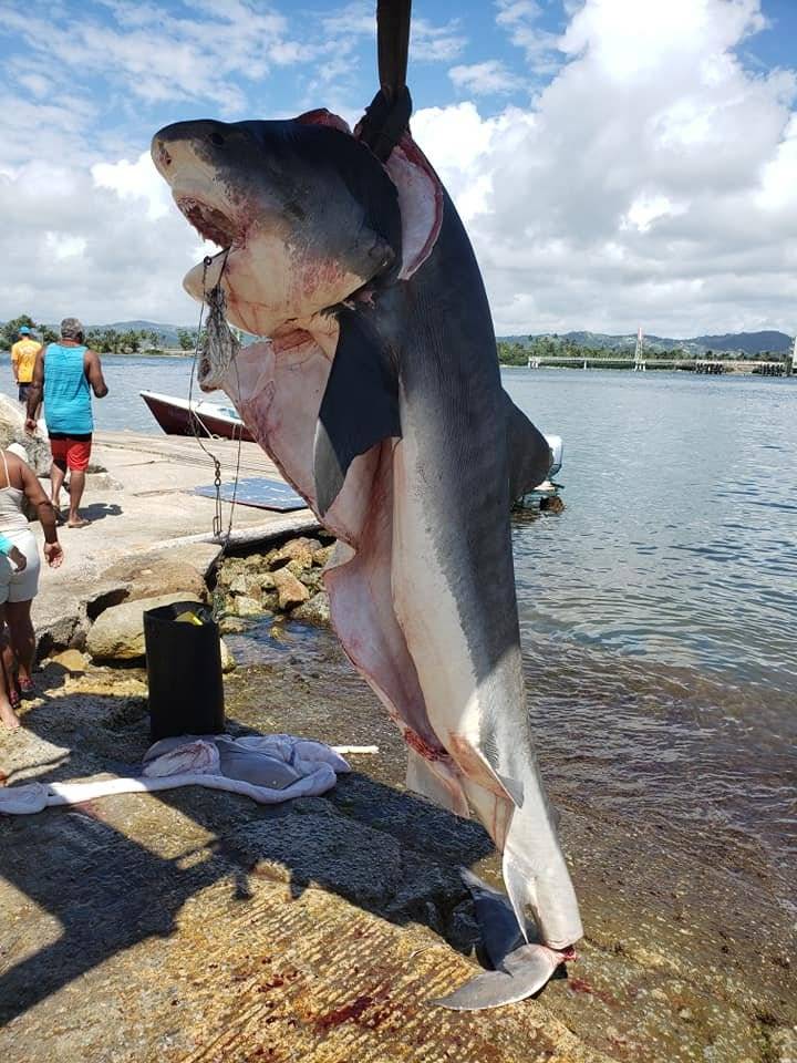 Tiburón Tigre