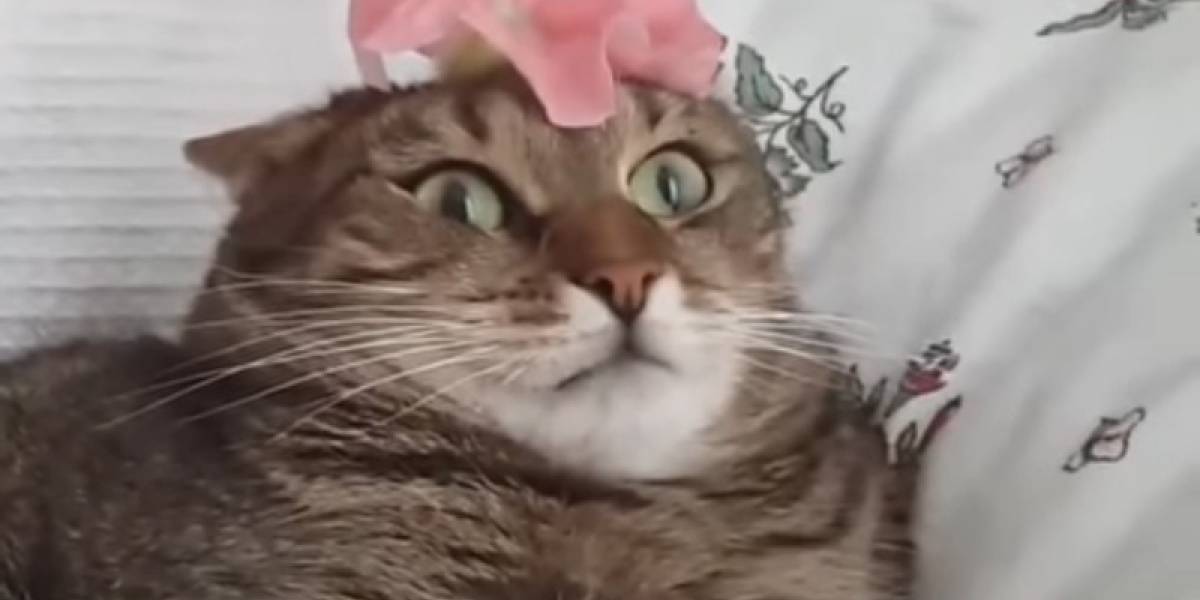 Un gato habría sido el culpable de un misterioso caso de esquizofrenia y alucinaciones en un joven de 14 años