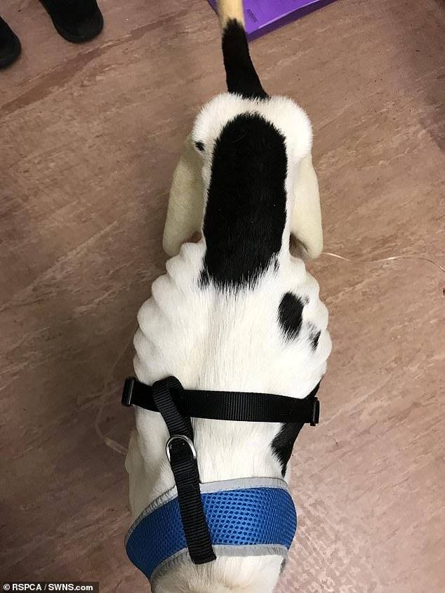 ¡Terrible caso de maltrato animal! Tras comer vidrio por días, fue rescatado de las calles un perro abandonado