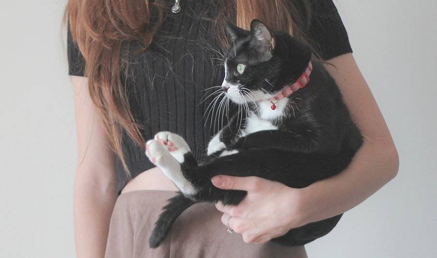 gatos
