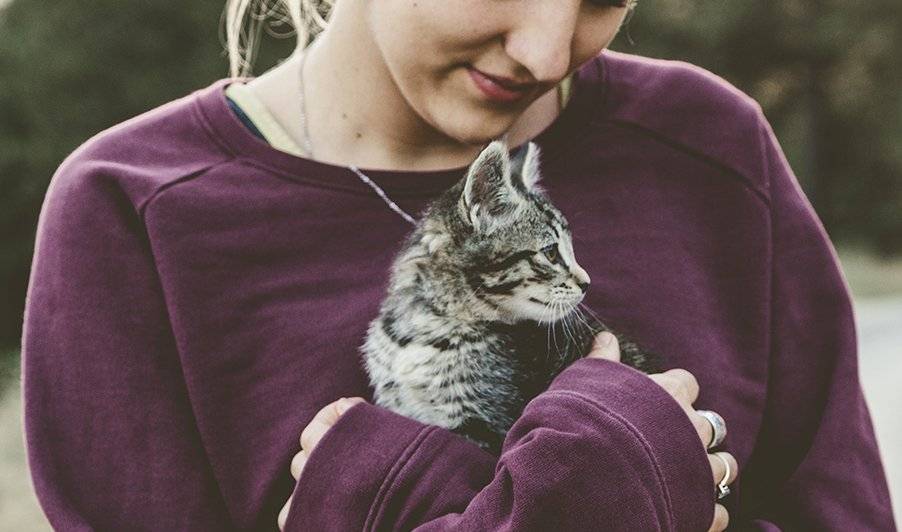 gatos
