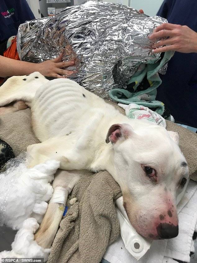 ¡Terrible caso de maltrato animal! Tras comer vidrio por días, fue rescatado de las calles un perro abandonado
