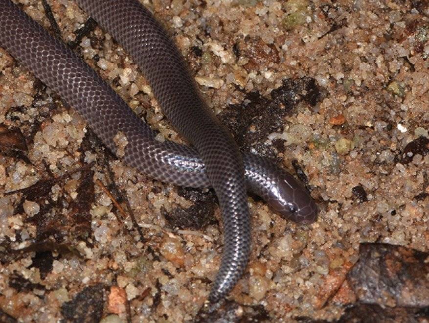 serpiente