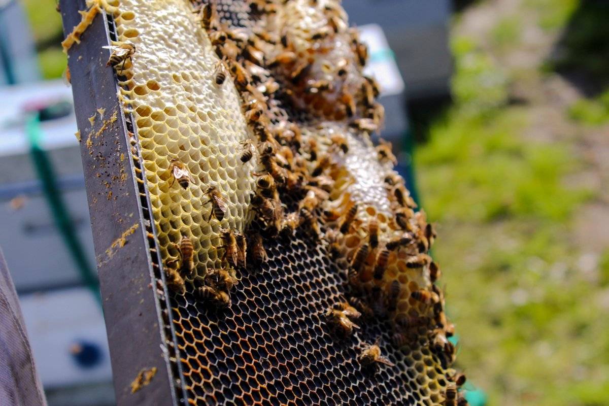 Miel de abeja