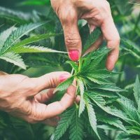 Acuerdan legalizar venta de marihuana recreativa en Nueva York