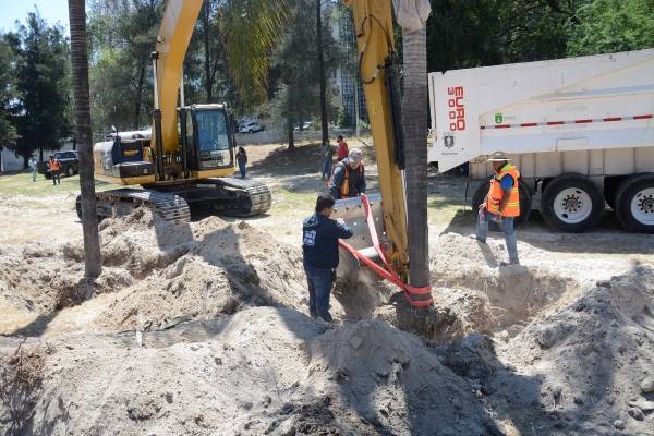 Retiran 55 palmeras del camellón de Patria para donarlas a Jamay