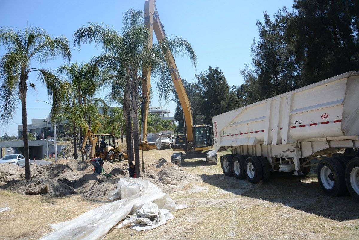 Retiran 55 palmeras del camellón de Patria para donarlas a Jamay