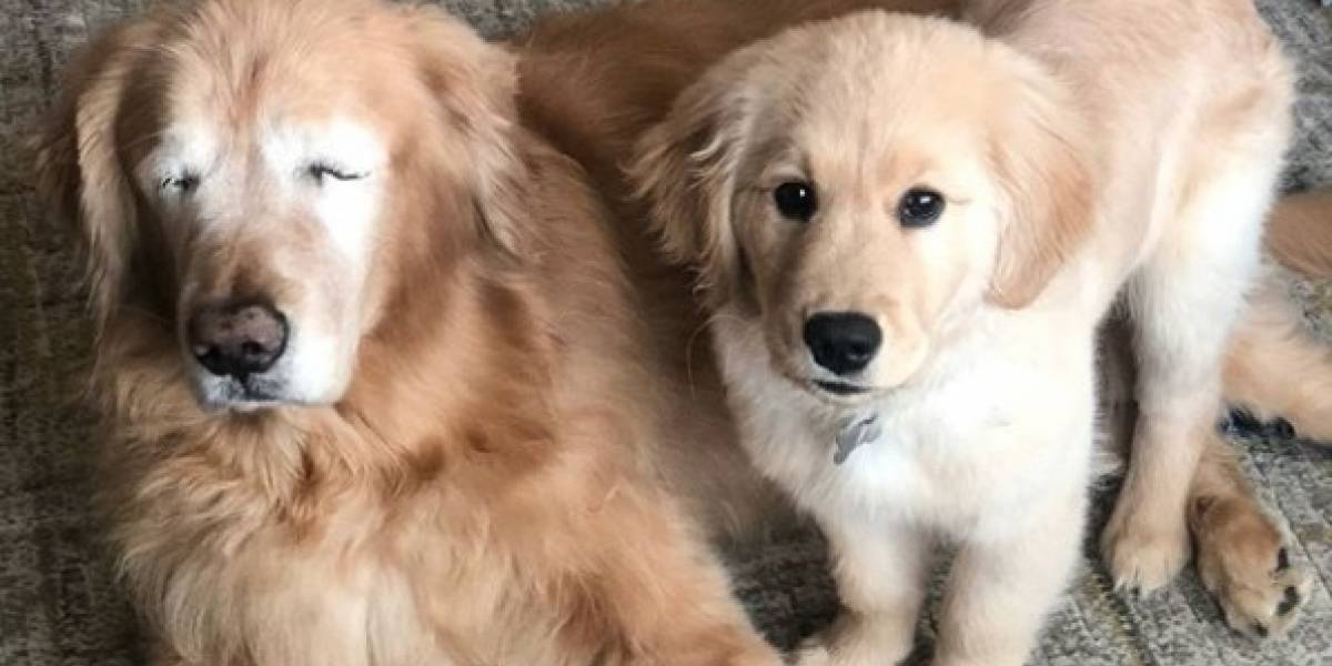 Perrito ciego sorprende al tener un perro guía la maravillosa historia del cachorrito que cuida a su