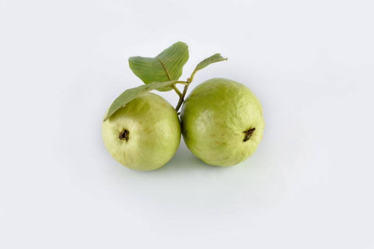 hojas de zapote para bajar de peso