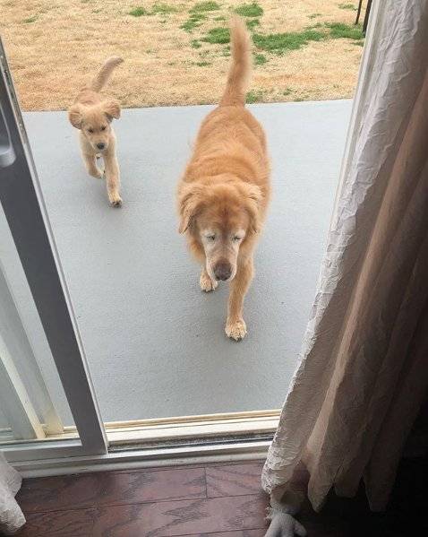 Charlie e Maverick cão guia