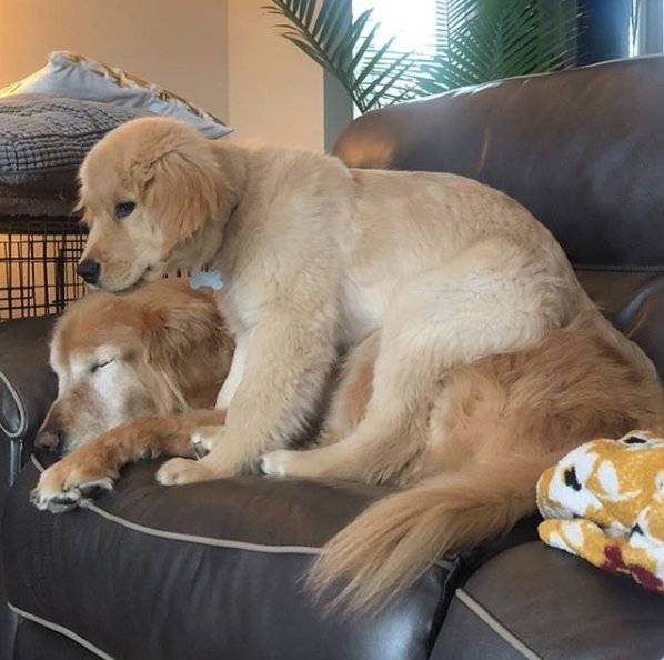 Charlie e Maverick