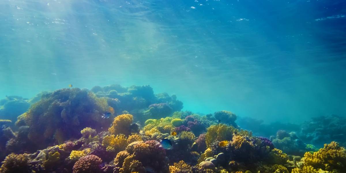 Científicos encuentran microplásticos dentro de criaturas en las partes más profundas del océano