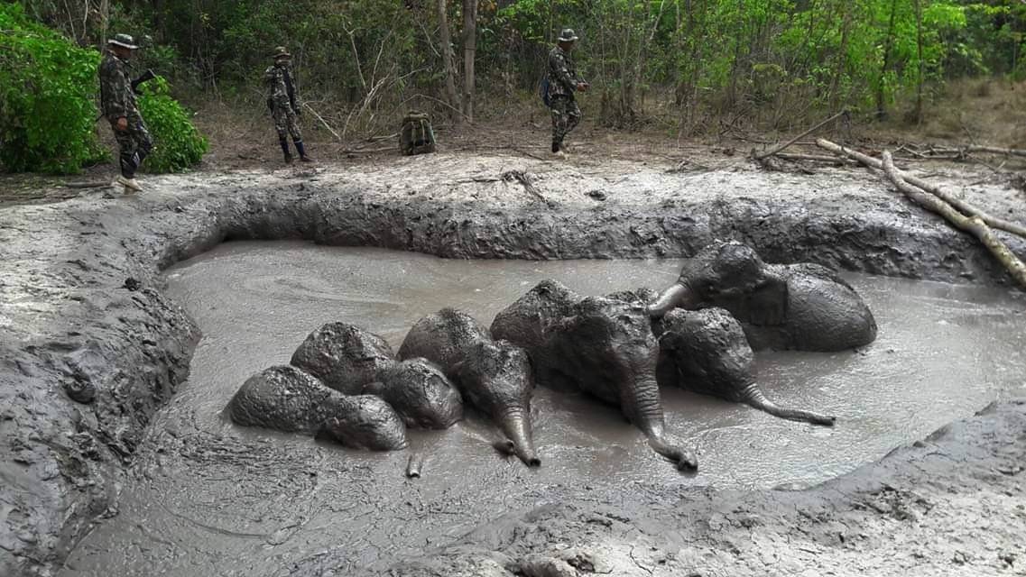 Los guardabosques tardaron cinco horas en excavar un camino para salvar a las seis crías de elefante