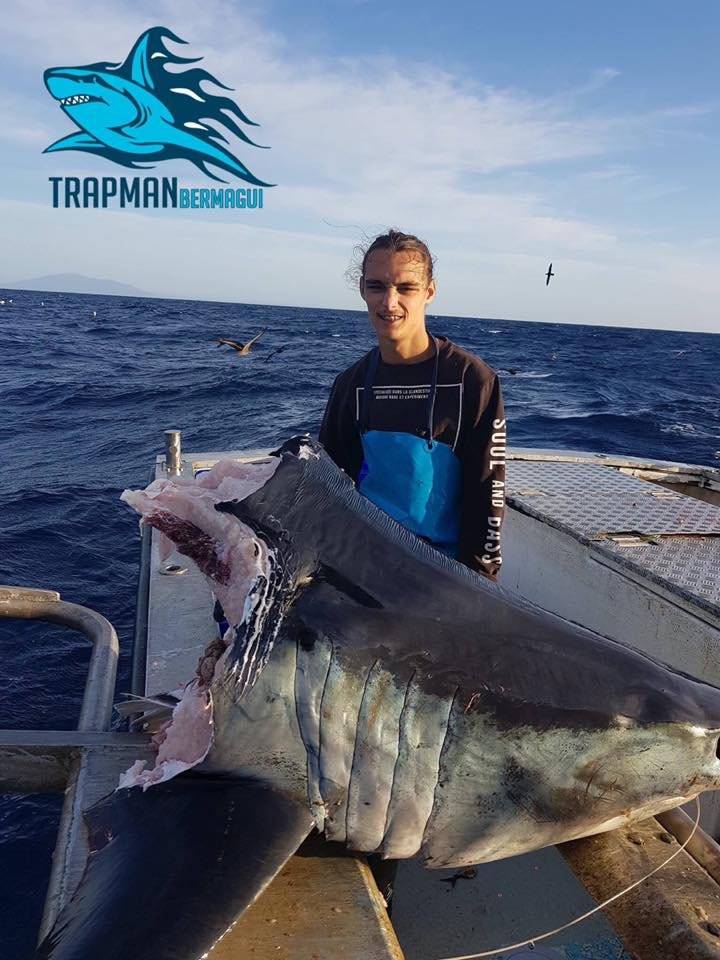 Tiburón gigante es encontrado con mordida enorme en su cabeza