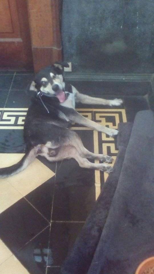 Chabela