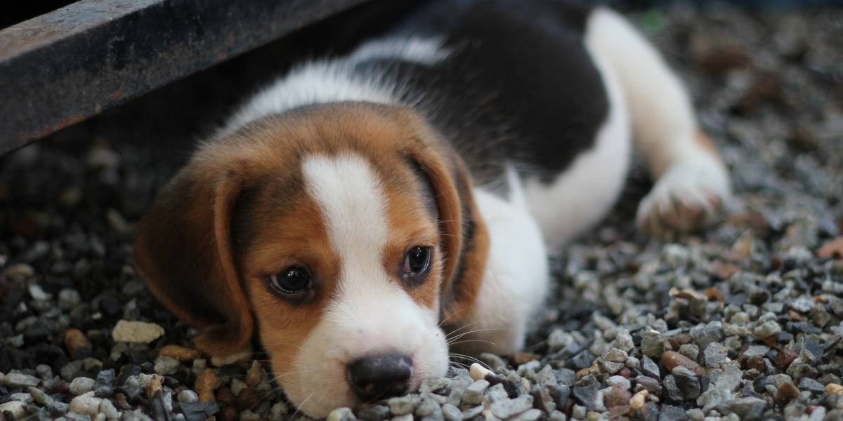 Los perros podrían portar un virus muy peligroso para los seres humanos