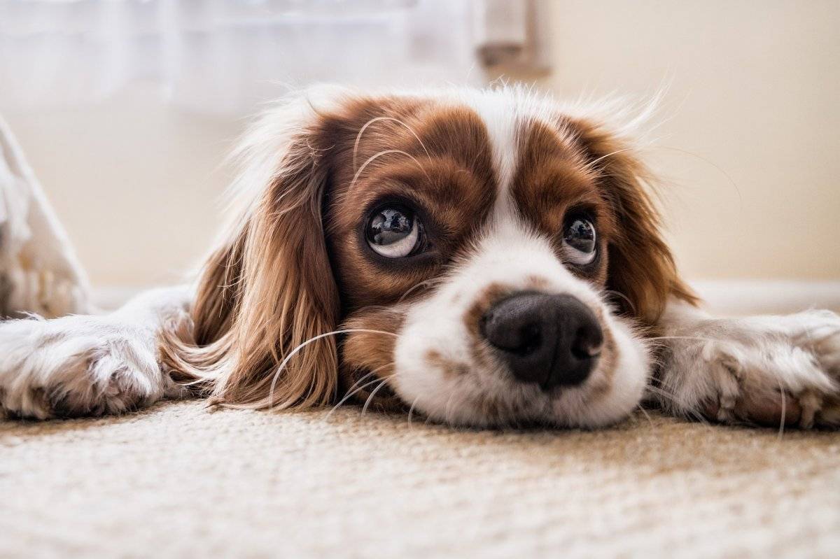 Los perros podrían portar un virus muy peligroso para los seres humanos