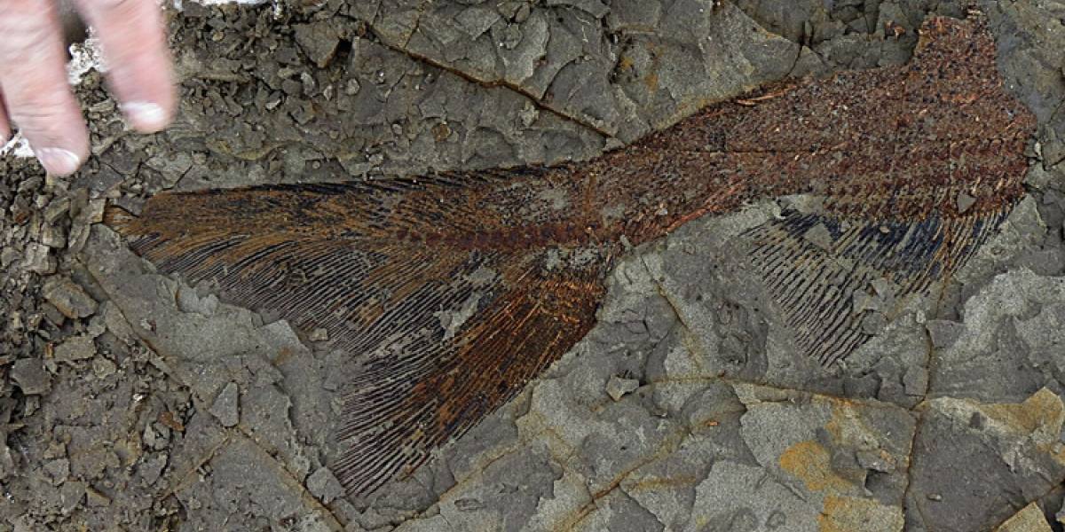 Un nuevo hallazgo reveló más detalles sobre el día del impacto del meteorito que extinguió a los dinosaurios