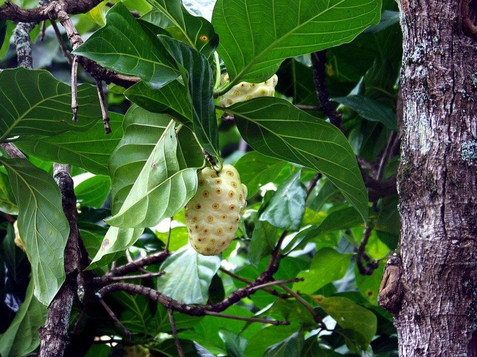 noni