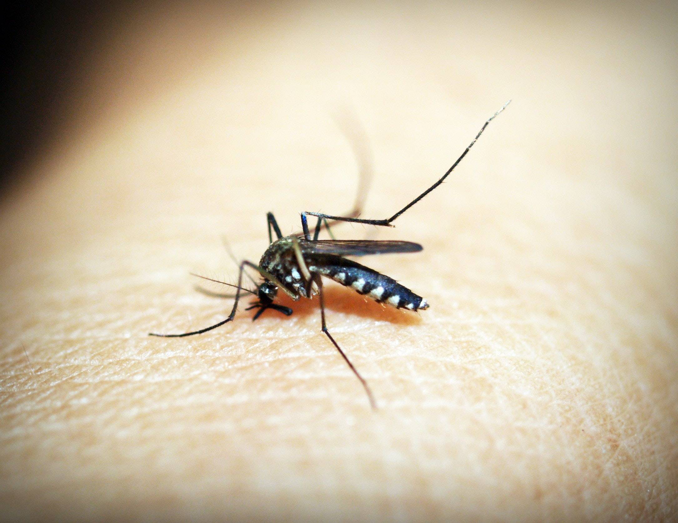 Mosquito Mosquito