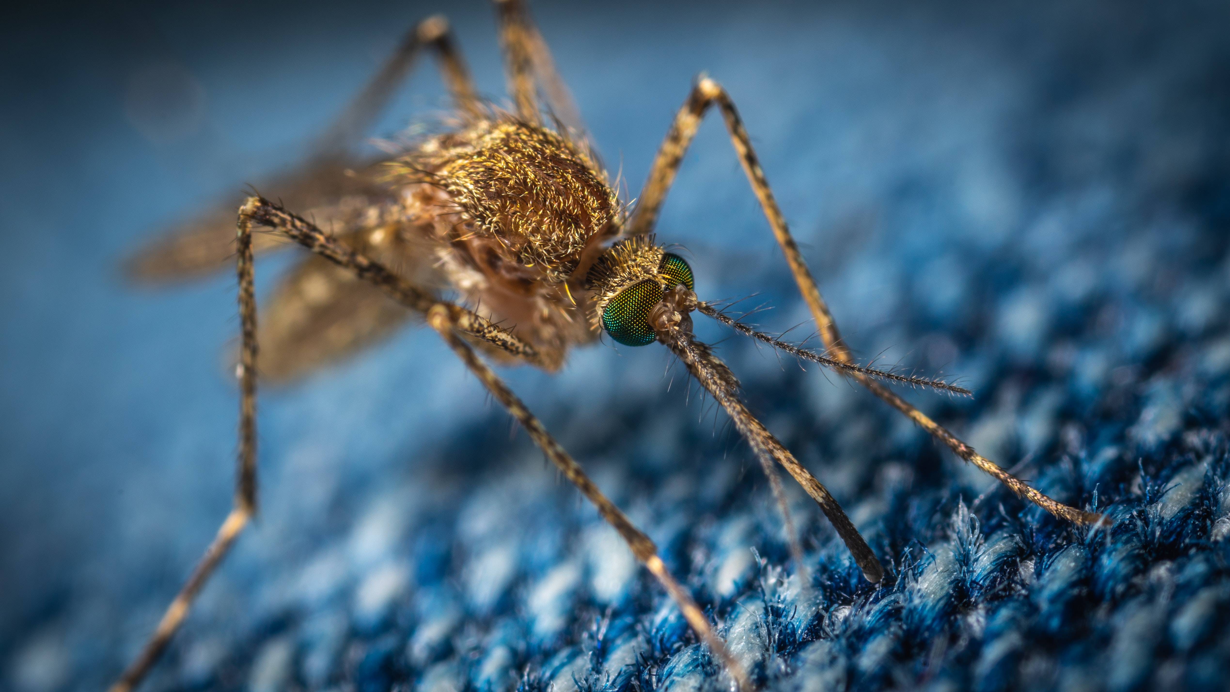 Mosquito Mosquito