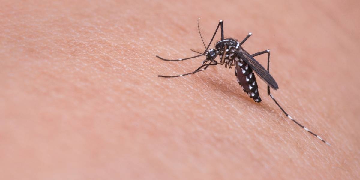 Dentro de unos años gran parte de la población mundial estará expuesta a los mosquitos y sus enfermedades, según estudio