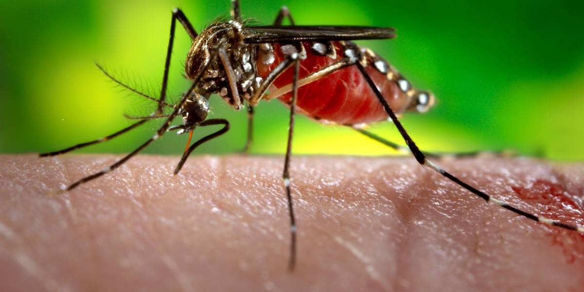 Alerta en Iquique por Zika y fiebre amarilla lleva a que el Ejército se despliegue de forma inédita