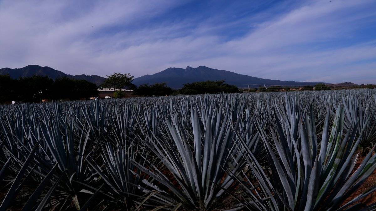 Agave