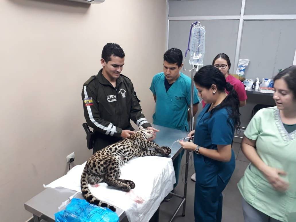 Rescatan a tigrillo en Naranjito