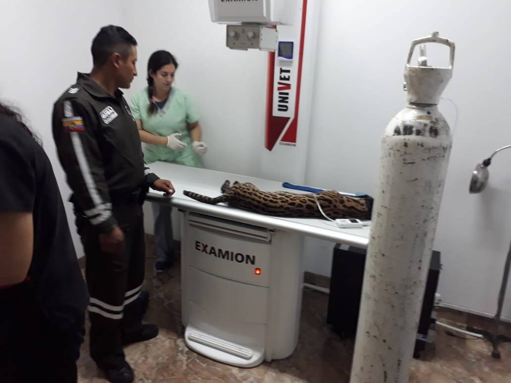 Rescatan a tigrillo en Naranjito