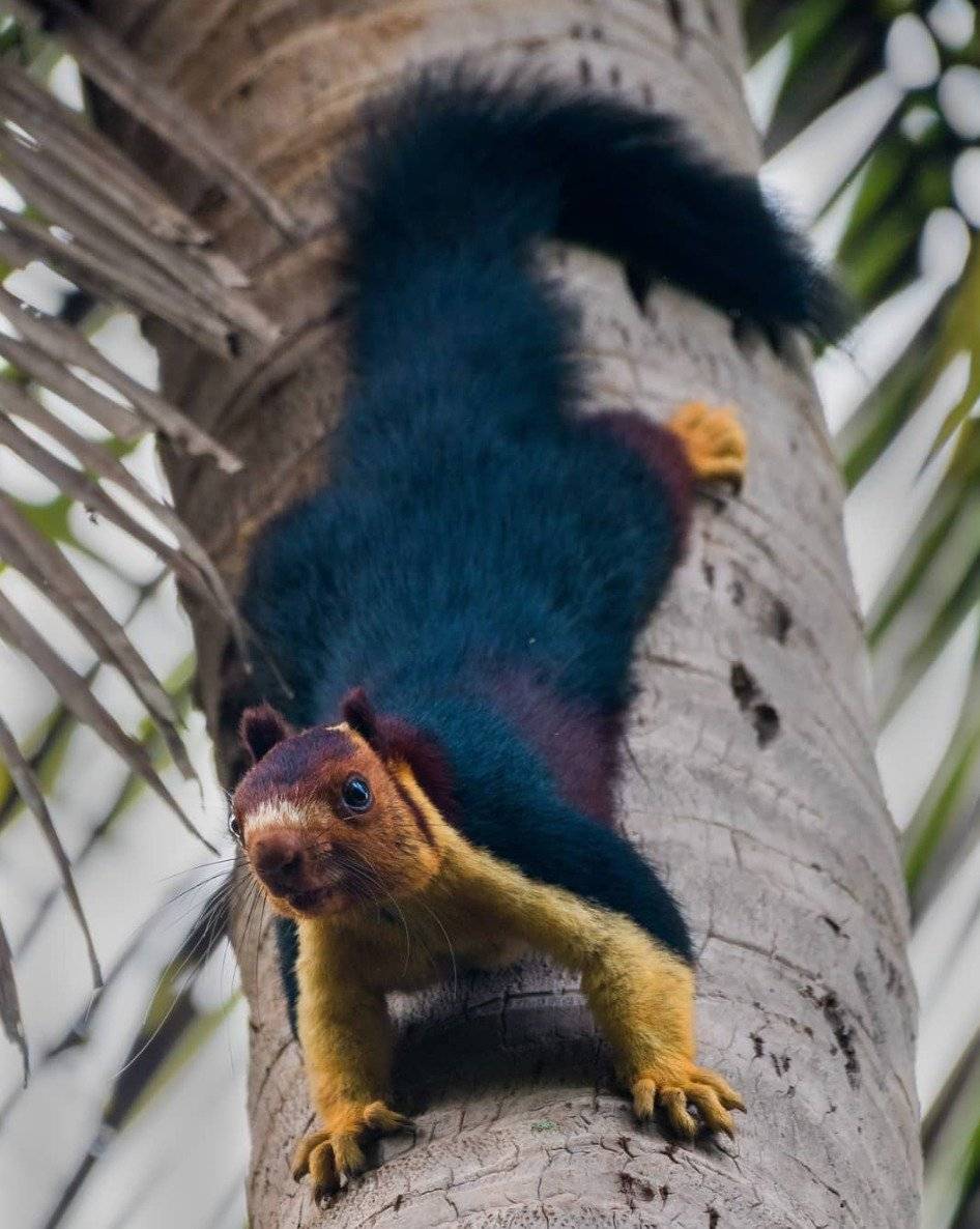 ardilla gigante multicolor