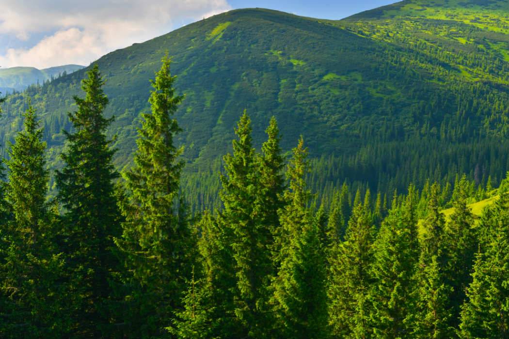  Estudio señala que salvar los bosques es la mejor herramienta para combatir el cambio climático 