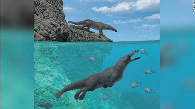 Peregocetus pacificus
