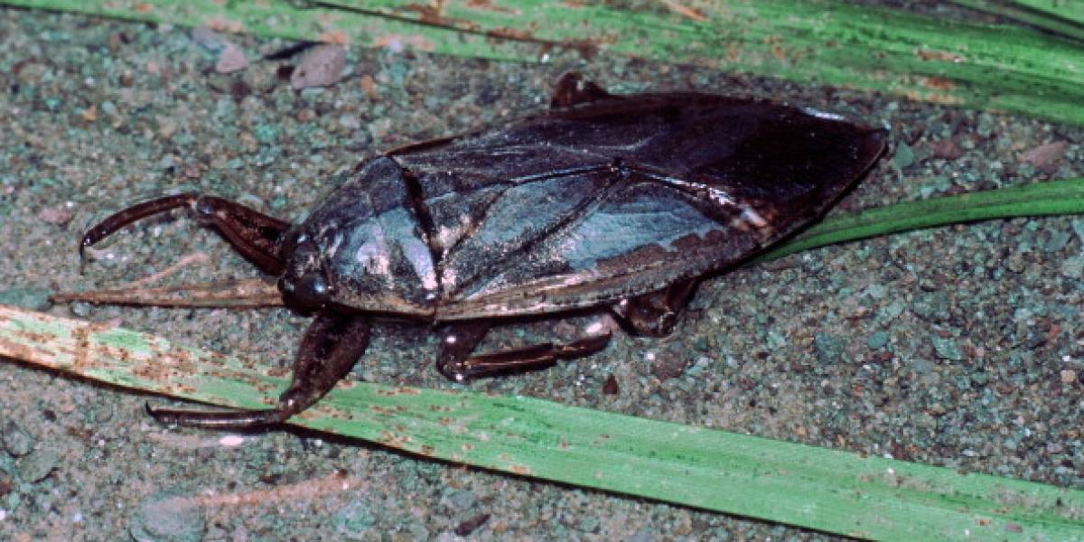 Se devora y tortura a patos, tortugas y serpientes: asà es el aterrador insecto vampiro que mide apenas 10 centÃmetros y que siembra el pánico en el mar