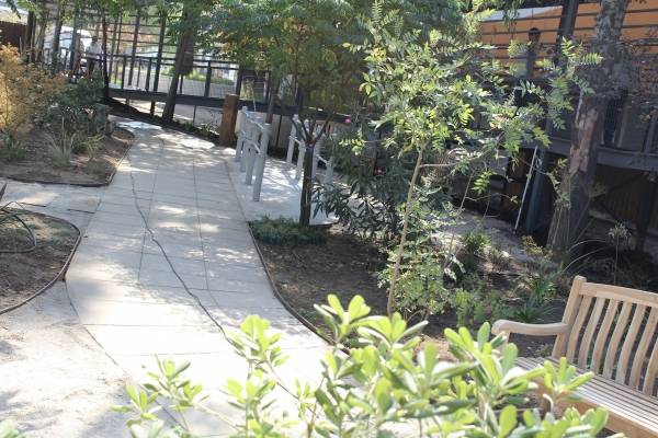 plantas
