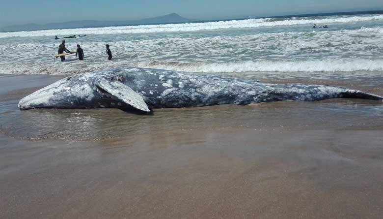 Ballena Ensenada