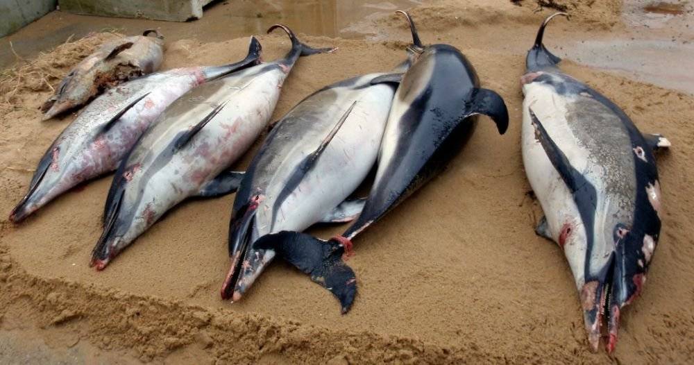 Integrantes de la organización Archipelagos Institute of Marine Conservation revisan un delfín muerto en la playa de la isla de Samos, Grecia.
