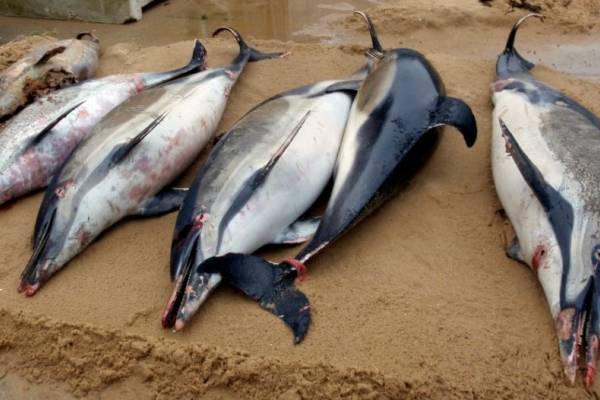 Integrantes de la organización Archipelagos Institute of Marine Conservation revisan un delfín muerto en la playa de la isla de Samos, Grecia.