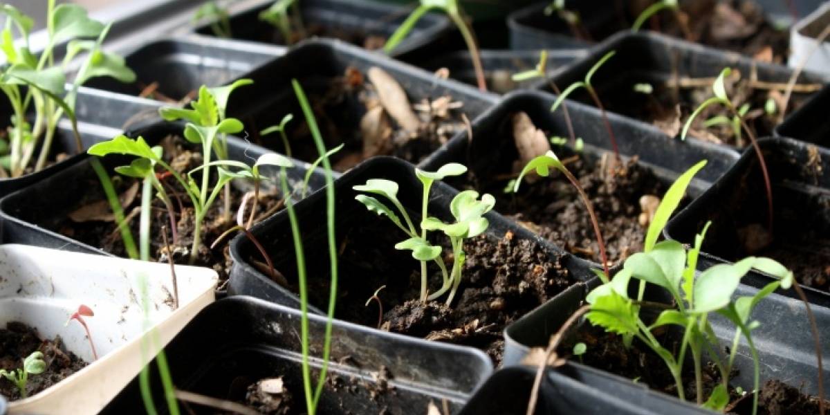 La solución a los gases del efecto invernadero de la Tierra estaría bajo nuestros pies