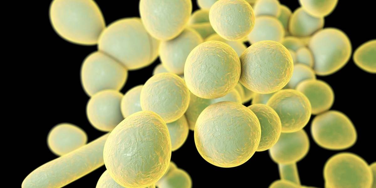 ¿Qué es Candida auris? El súper hongo que no muere y ataca a pacientes con defensas bajas