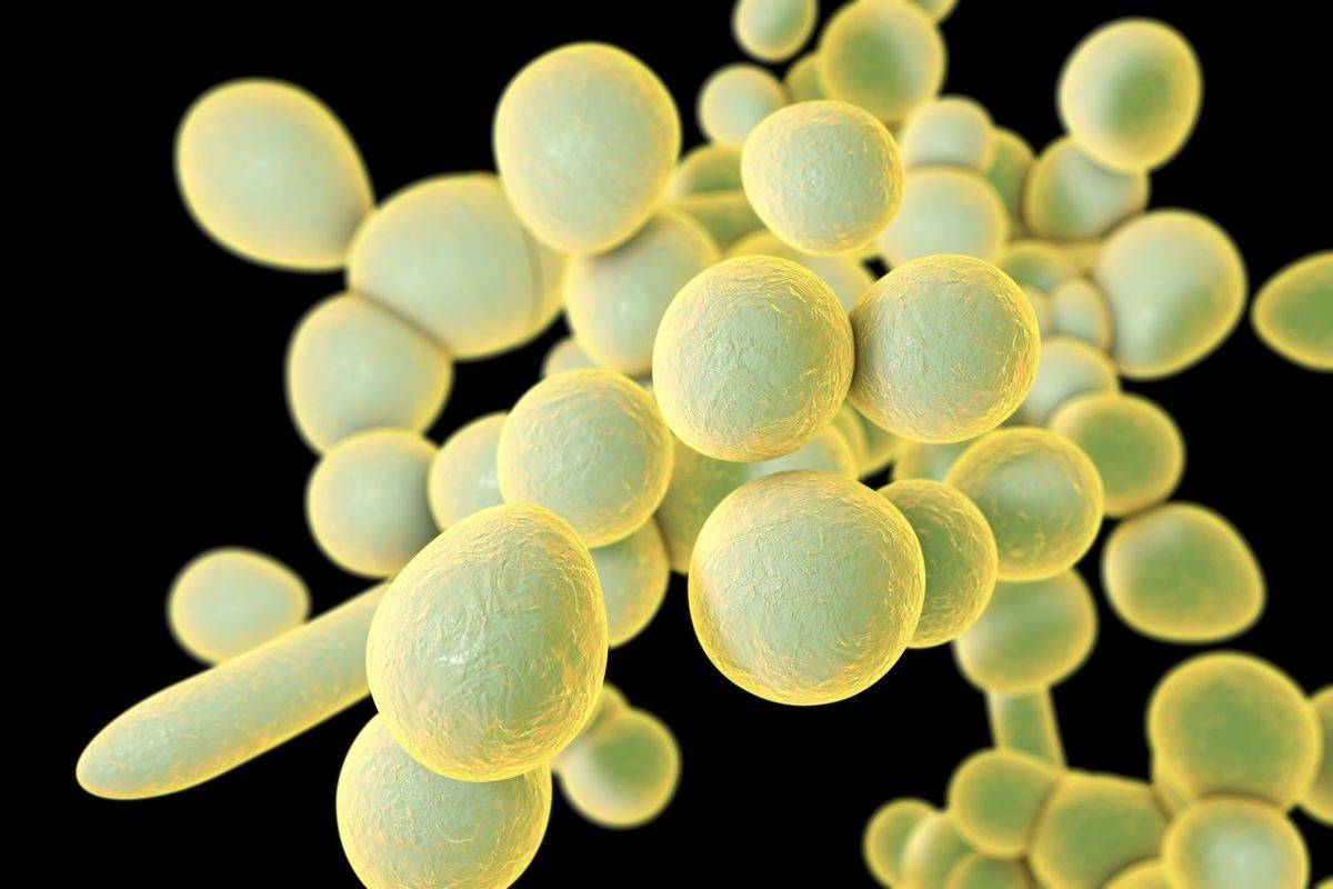 ¿Qué es Candida auris? El súper hongo que no muere y ataca a pacientes ...
