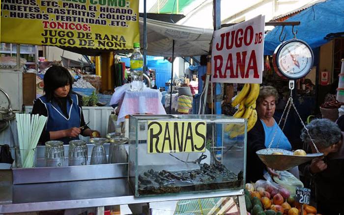 Perú rana Perú rana