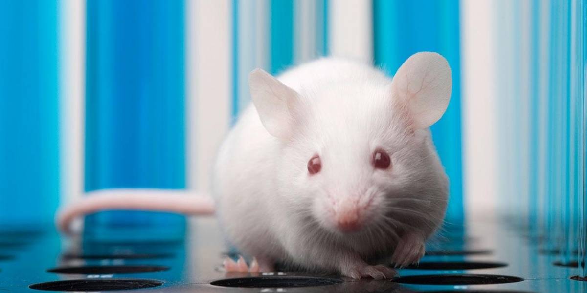 Científicos logran por primera vez desaparecer el cáncer de páncreas en ratones