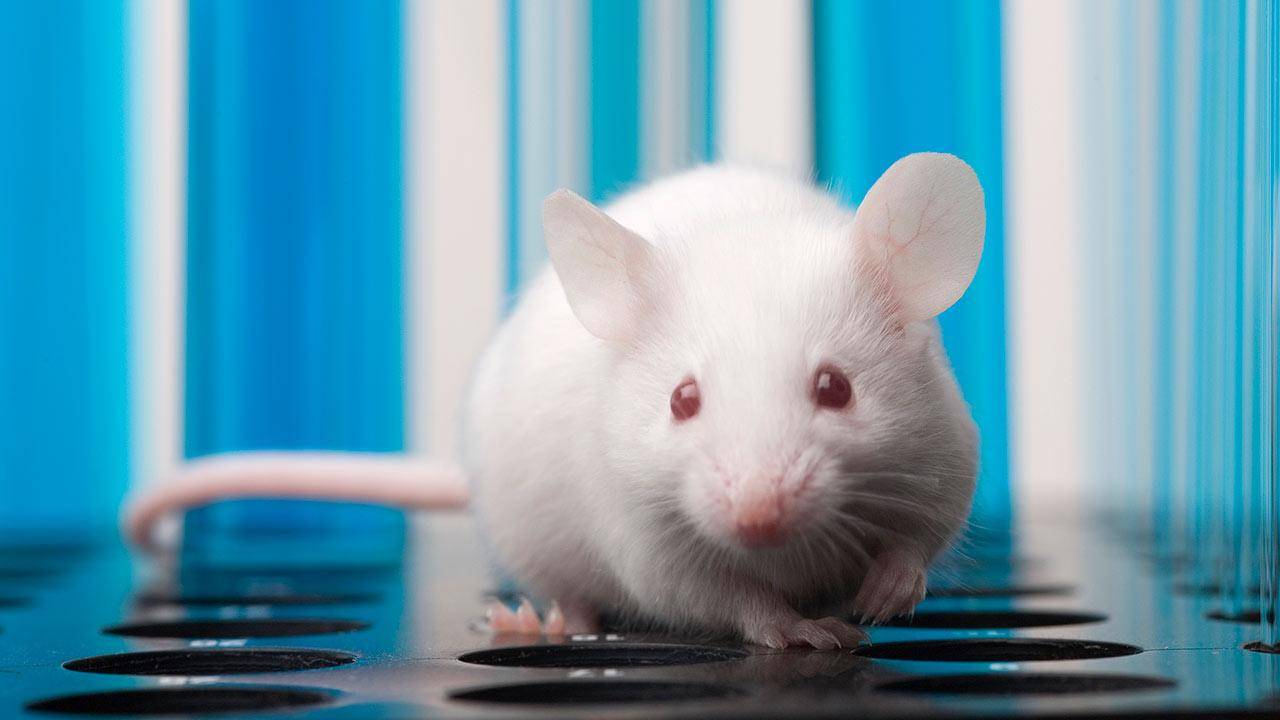 Diabetes: estudio comprueba que desencadenante de la enfermedad no involucra al azúcar Diabetes: estudio comprueba que desencadenante de la enfermedad no involucra al azúcar