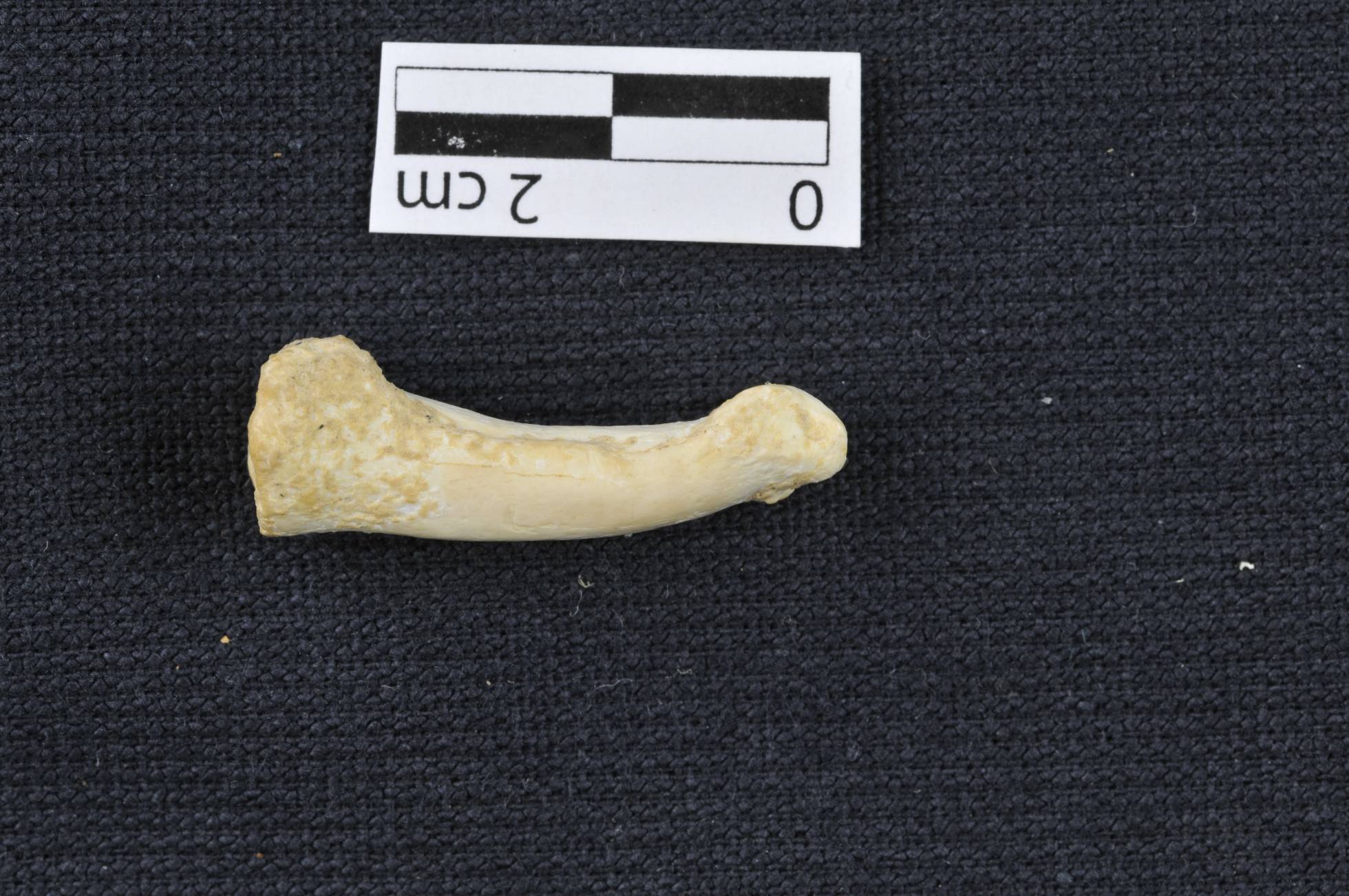 Homo Luzonensis Homo Luzonensis
